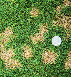 dollar-spot | All Green Lawn and Tree